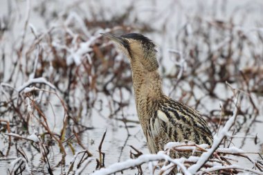 Botaurus stellaris stellaris (Botaurus stellaris stellaris), balıkçılgiller (Ardeidae) familyasından bir kuş türü. Bu fotoğraf Japonya 'da çekildi..