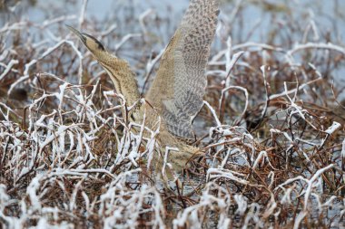 Botaurus stellaris stellaris (Botaurus stellaris stellaris), balıkçılgiller (Ardeidae) familyasından bir kuş türü. Bu fotoğraf Japonya 'da çekildi..