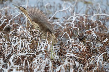 Botaurus stellaris stellaris (Botaurus stellaris stellaris), balıkçılgiller (Ardeidae) familyasından bir kuş türü. Bu fotoğraf Japonya 'da çekildi..