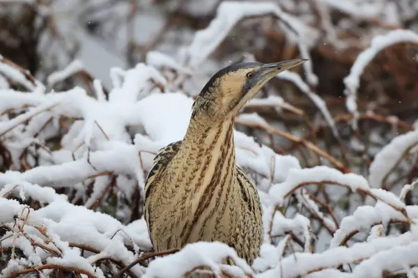 Botaurus stellaris stellaris (Botaurus stellaris stellaris), balıkçılgiller (Ardeidae) familyasından bir kuş türü. Bu fotoğraf Japonya 'da çekildi..
