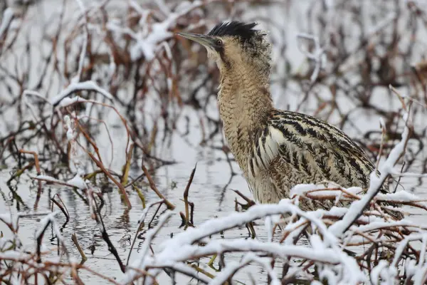 Botaurus stellaris stellaris (Botaurus stellaris stellaris), balıkçılgiller (Ardeidae) familyasından bir kuş türü. Bu fotoğraf Japonya 'da çekildi..
