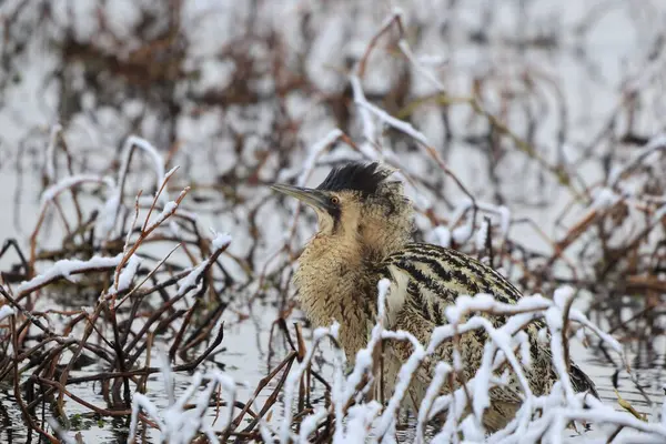 Botaurus stellaris stellaris (Botaurus stellaris stellaris), balıkçılgiller (Ardeidae) familyasından bir kuş türü. Bu fotoğraf Japonya 'da çekildi..