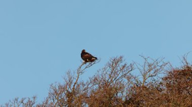 Japonya 'da uçan Japon Altın Kartalı (Aquila chrysaetos)