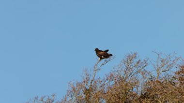 Japonya 'da uçan Japon Altın Kartalı (Aquila chrysaetos)