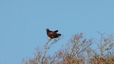 Japonya 'da uçan Japon Altın Kartalı (Aquila chrysaetos)
