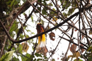 Küçük cennet kuşu (Paradisaea minor), Paradisaea cinsinde bir cennet kuşudur. Bu fotoğraf Batı Papua, Endonezya 'da çekildi..