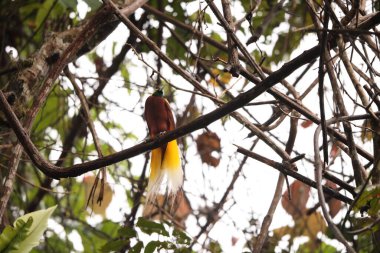 Küçük cennet kuşu (Paradisaea minor), Paradisaea cinsinde bir cennet kuşudur. Bu fotoğraf Batı Papua, Endonezya 'da çekildi..