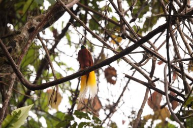 Küçük cennet kuşu (Paradisaea minor), Paradisaea cinsinde bir cennet kuşudur. Bu fotoğraf Batı Papua, Endonezya 'da çekildi..