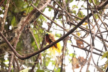 Küçük cennet kuşu (Paradisaea minor), Paradisaea cinsinde bir cennet kuşudur. Bu fotoğraf Batı Papua, Endonezya 'da çekildi..