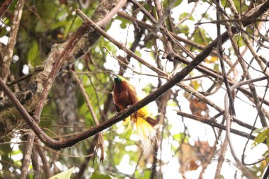 Küçük cennet kuşu (Paradisaea minor), Paradisaea cinsinde bir cennet kuşudur. Bu fotoğraf Batı Papua, Endonezya 'da çekildi..