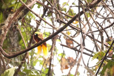 Küçük cennet kuşu (Paradisaea minor), Paradisaea cinsinde bir cennet kuşudur. Bu fotoğraf Batı Papua, Endonezya 'da çekildi..