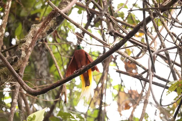 Küçük cennet kuşu (Paradisaea minor), Paradisaea cinsinde bir cennet kuşudur. Bu fotoğraf Batı Papua, Endonezya 'da çekildi..