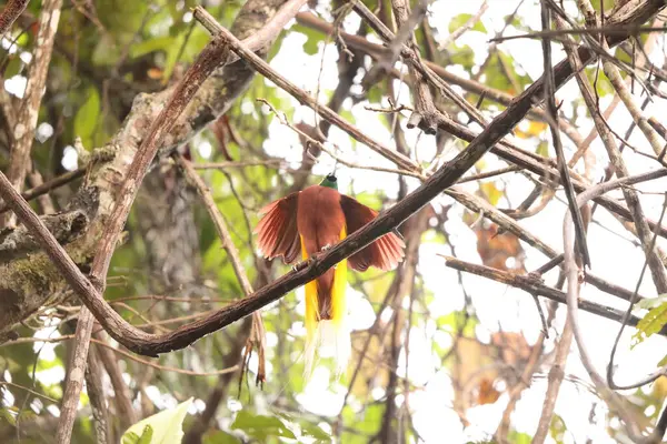 Küçük cennet kuşu (Paradisaea minor), Paradisaea cinsinde bir cennet kuşudur. Bu fotoğraf Batı Papua, Endonezya 'da çekildi..