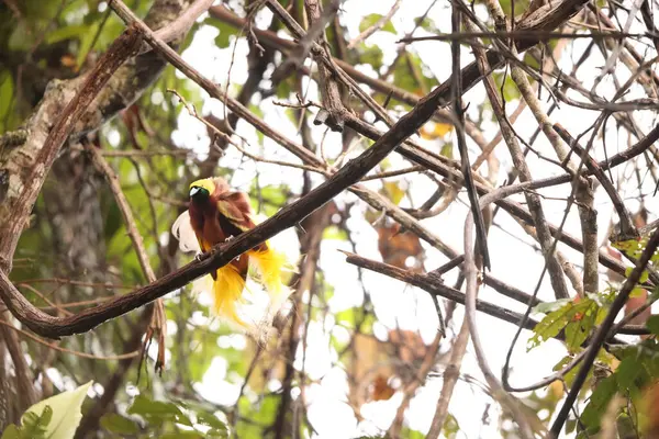 Küçük cennet kuşu (Paradisaea minor), Paradisaea cinsinde bir cennet kuşudur. Bu fotoğraf Batı Papua, Endonezya 'da çekildi..