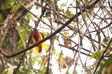 Küçük cennet kuşu (Paradisaea minor), Paradisaea cinsinde bir cennet kuşudur. Bu fotoğraf Batı Papua, Endonezya 'da çekildi..