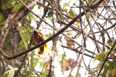 Küçük cennet kuşu (Paradisaea minor), Paradisaea cinsinde bir cennet kuşudur. Bu fotoğraf Batı Papua, Endonezya 'da çekildi..