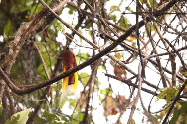 Küçük cennet kuşu (Paradisaea minor), Paradisaea cinsinde bir cennet kuşudur. Bu fotoğraf Batı Papua, Endonezya 'da çekildi..
