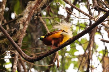 Küçük cennet kuşu (Paradisaea minor), Paradisaea cinsinde bir cennet kuşudur. Bu fotoğraf Batı Papua, Endonezya 'da çekildi..