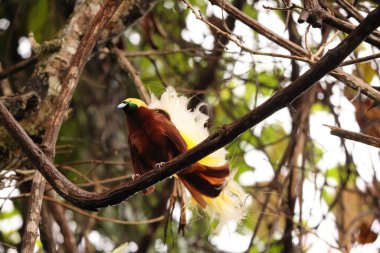Küçük cennet kuşu (Paradisaea minor), Paradisaea cinsinde bir cennet kuşudur. Bu fotoğraf Batı Papua, Endonezya 'da çekildi..