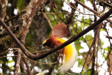 Küçük cennet kuşu (Paradisaea minor), Paradisaea cinsinde bir cennet kuşudur. Bu fotoğraf Batı Papua, Endonezya 'da çekildi..