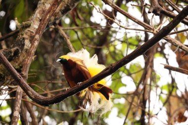 Küçük cennet kuşu (Paradisaea minor), Paradisaea cinsinde bir cennet kuşudur. Bu fotoğraf Batı Papua, Endonezya 'da çekildi..