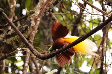 Küçük cennet kuşu (Paradisaea minor), Paradisaea cinsinde bir cennet kuşudur. Bu fotoğraf Batı Papua, Endonezya 'da çekildi..