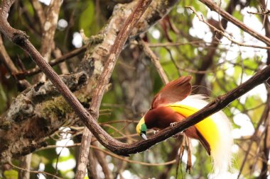 Küçük cennet kuşu (Paradisaea minor), Paradisaea cinsinde bir cennet kuşudur. Bu fotoğraf Batı Papua, Endonezya 'da çekildi..