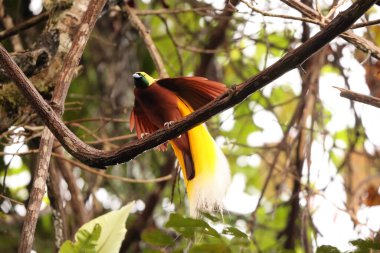 Küçük cennet kuşu (Paradisaea minor), Paradisaea cinsinde bir cennet kuşudur. Bu fotoğraf Batı Papua, Endonezya 'da çekildi..