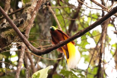 Küçük cennet kuşu (Paradisaea minor), Paradisaea cinsinde bir cennet kuşudur. Bu fotoğraf Batı Papua, Endonezya 'da çekildi..