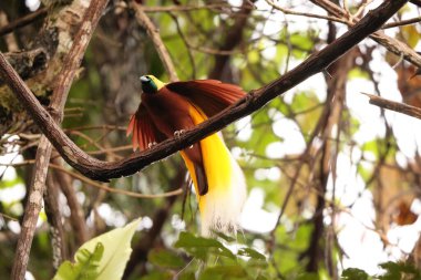 Küçük cennet kuşu (Paradisaea minor), Paradisaea cinsinde bir cennet kuşudur. Bu fotoğraf Batı Papua, Endonezya 'da çekildi..