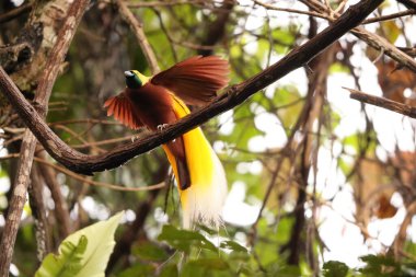 Küçük cennet kuşu (Paradisaea minor), Paradisaea cinsinde bir cennet kuşudur. Bu fotoğraf Batı Papua, Endonezya 'da çekildi..