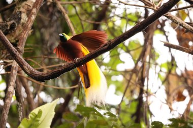 Küçük cennet kuşu (Paradisaea minor), Paradisaea cinsinde bir cennet kuşudur. Bu fotoğraf Batı Papua, Endonezya 'da çekildi..