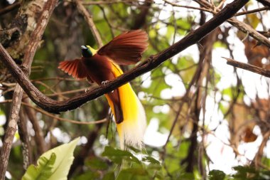 Küçük cennet kuşu (Paradisaea minor), Paradisaea cinsinde bir cennet kuşudur. Bu fotoğraf Batı Papua, Endonezya 'da çekildi..