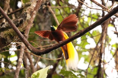 Küçük cennet kuşu (Paradisaea minor), Paradisaea cinsinde bir cennet kuşudur. Bu fotoğraf Batı Papua, Endonezya 'da çekildi..