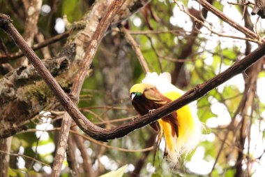 Küçük cennet kuşu (Paradisaea minor), Paradisaea cinsinde bir cennet kuşudur. Bu fotoğraf Batı Papua, Endonezya 'da çekildi..