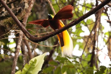 Küçük cennet kuşu (Paradisaea minor), Paradisaea cinsinde bir cennet kuşudur. Bu fotoğraf Batı Papua, Endonezya 'da çekildi..