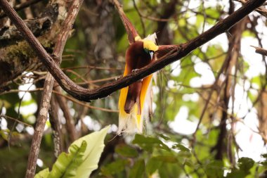 Küçük cennet kuşu (Paradisaea minor), Paradisaea cinsinde bir cennet kuşudur. Bu fotoğraf Batı Papua, Endonezya 'da çekildi..