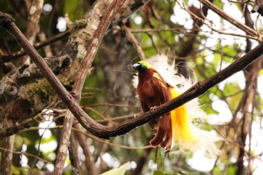 Küçük cennet kuşu (Paradisaea minor), Paradisaea cinsinde bir cennet kuşudur. Bu fotoğraf Batı Papua, Endonezya 'da çekildi..
