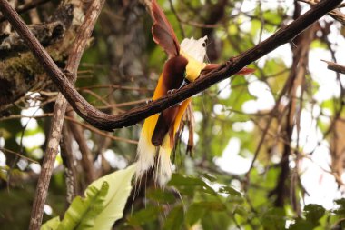 Küçük cennet kuşu (Paradisaea minor), Paradisaea cinsinde bir cennet kuşudur. Bu fotoğraf Batı Papua, Endonezya 'da çekildi..