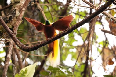 Küçük cennet kuşu (Paradisaea minor), Paradisaea cinsinde bir cennet kuşudur. Bu fotoğraf Batı Papua, Endonezya 'da çekildi..