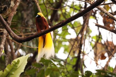Küçük cennet kuşu (Paradisaea minor), Paradisaea cinsinde bir cennet kuşudur. Bu fotoğraf Batı Papua, Endonezya 'da çekildi..