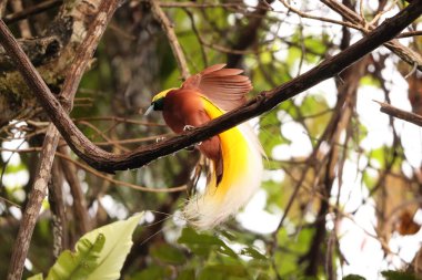 Küçük cennet kuşu (Paradisaea minor), Paradisaea cinsinde bir cennet kuşudur. Bu fotoğraf Batı Papua, Endonezya 'da çekildi..