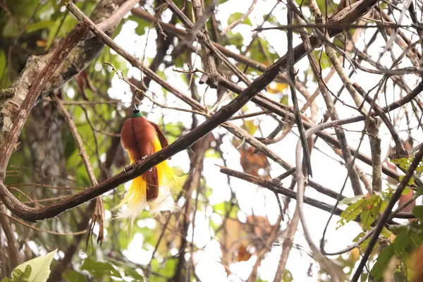 Küçük cennet kuşu (Paradisaea minor), Paradisaea cinsinde bir cennet kuşudur. Bu fotoğraf Batı Papua, Endonezya 'da çekildi..
