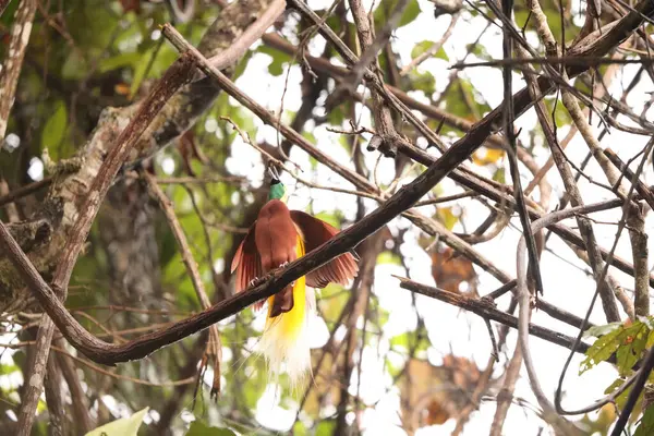 Küçük cennet kuşu (Paradisaea minor), Paradisaea cinsinde bir cennet kuşudur. Bu fotoğraf Batı Papua, Endonezya 'da çekildi..