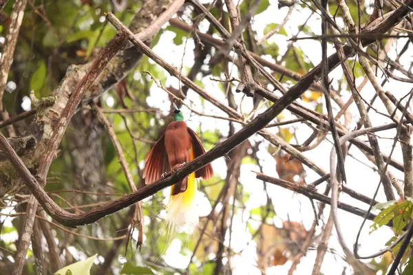 Küçük cennet kuşu (Paradisaea minor), Paradisaea cinsinde bir cennet kuşudur. Bu fotoğraf Batı Papua, Endonezya 'da çekildi..