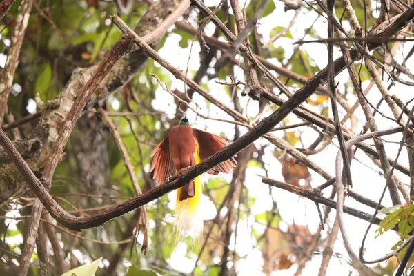 Küçük cennet kuşu (Paradisaea minor), Paradisaea cinsinde bir cennet kuşudur. Bu fotoğraf Batı Papua, Endonezya 'da çekildi..