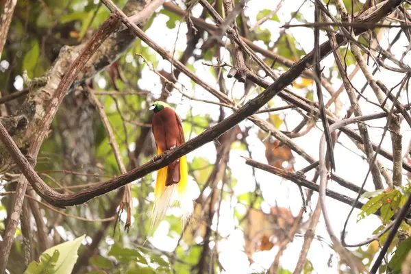 Küçük cennet kuşu (Paradisaea minor), Paradisaea cinsinde bir cennet kuşudur. Bu fotoğraf Batı Papua, Endonezya 'da çekildi..