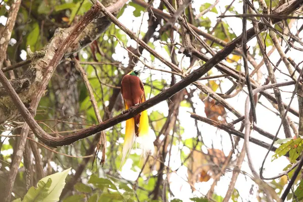 Küçük cennet kuşu (Paradisaea minor), Paradisaea cinsinde bir cennet kuşudur. Bu fotoğraf Batı Papua, Endonezya 'da çekildi..