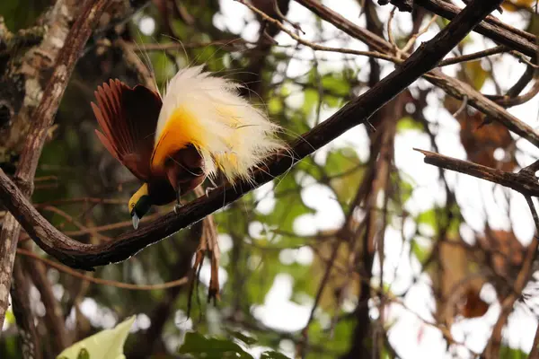 Küçük cennet kuşu (Paradisaea minor), Paradisaea cinsinde bir cennet kuşudur. Bu fotoğraf Batı Papua, Endonezya 'da çekildi..