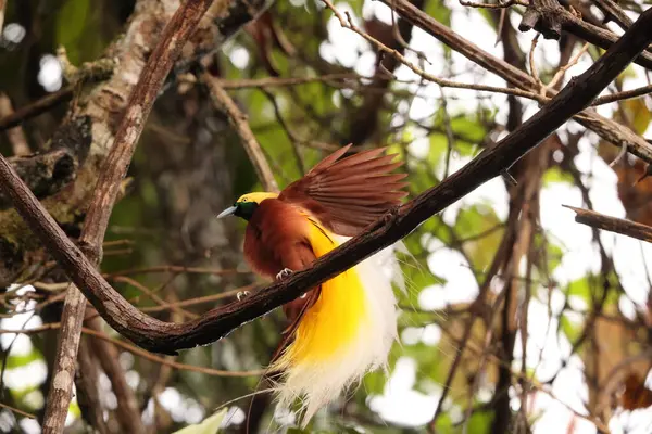 Küçük cennet kuşu (Paradisaea minor), Paradisaea cinsinde bir cennet kuşudur. Bu fotoğraf Batı Papua, Endonezya 'da çekildi..